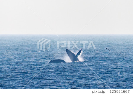 ブリーチング（ジャンプ）するザトウクジラ。空にクロアシアホウドリが飛ぶ。底土海岸八丈島東京都2024 125921667