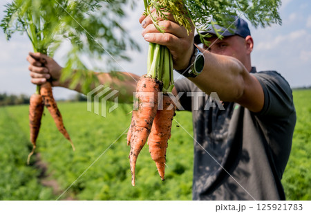 Growing organic carrots. Carrots in the hands of a farmer.  125921783