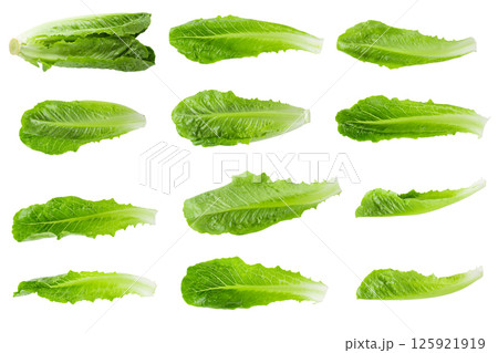 Cos Lettuce Isolated on a white background Cos Lettuce Isolated on a white background 125921919