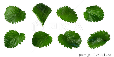 Green Strawberry Leaf Isolated on a white background 125921928