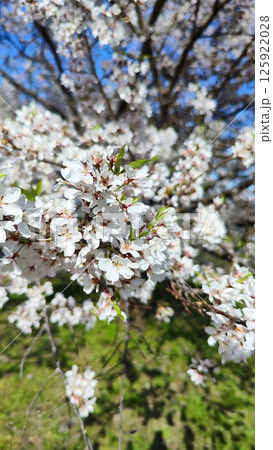 霞間ヶ渓の自然は、あなたの心を包み込む 霞間ヶ渓の自然は、あなたの心を包み込む 125922028