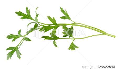 parsley fresh herb isolated on a white background parsley fresh herb isolated on a white background 125922048