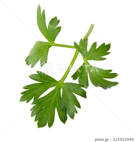 parsley fresh herb isolated on a white background 125922049