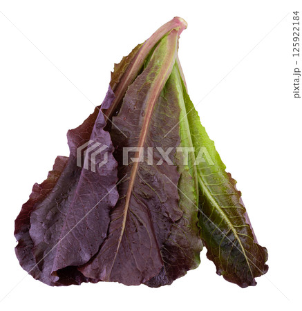 Red Leaf Lettuce isolated on a transparent background Red Leaf Lettuce isolated on a transparent background 125922184