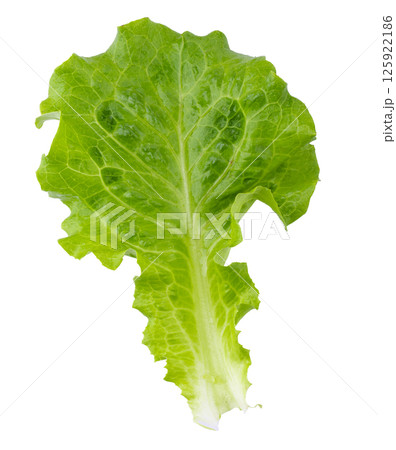 Lettuce Romain isolated on a transparent background 125922186