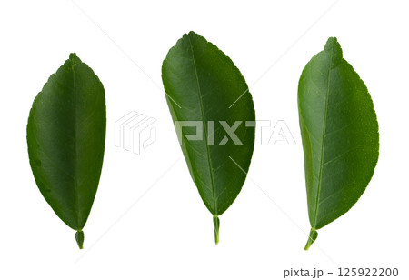 Citrus leaves isolated on a transaprent background. Citrus leaves isolated on a transaprent background. 125922200