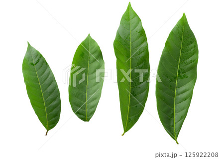 Green leaves isolated on a white background 125922208