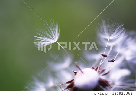 綿毛になったタンポポの綿毛 125922362