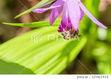 シランの蜜を吸うトラマルハナバチ シランの蜜を吸うトラマルハナバチ 125922419