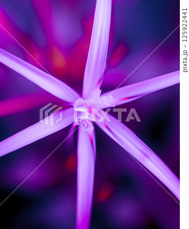 Abstract colored background close up. Macro flowers and petals Abstract colored background close up. Macro flowers and petals 125922441