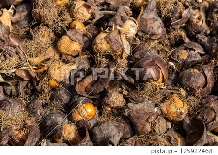 flower bulbs with roots and husks close-up flower bulbs with roots and husks close-up 125922468