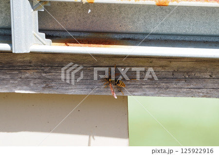 日陰で休憩するスズメバチ 125922916