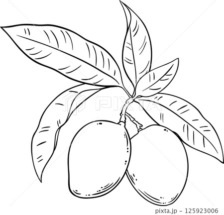 Mango Branch with Fruits and Leaves Outline Illustration. Organic natural nutritional healthy food ingredient, vegetarian diet product.  125923006