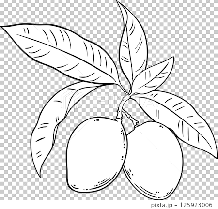 Mango Branch with Fruits and Leaves Outline Illustration. Organic natural nutritional healthy food ingredient, vegetarian diet product.  125923006