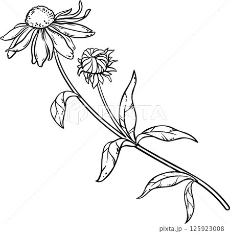 Echinacea Purpurea Plant with Flower Leaves Outline Illustration. Echinacea Purpurea Plant with Flower Leaves Outline Illustration. 125923008