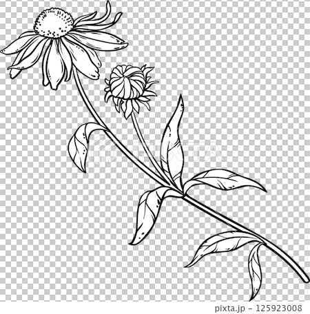 Echinacea Purpurea Plant with Flower Leaves Outline Illustration. Echinacea Purpurea Plant with Flower Leaves Outline Illustration. 125923008
