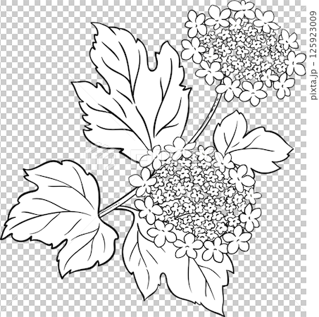 Guelder Rose Branch with Flowers and Leaves Colored Outline Illustration 125923009