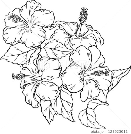 Hibiscus Branch with Flowers and Leaves Outline Illustration. Hibiscus Branch with Flowers and Leaves Outline Illustration. 125923011
