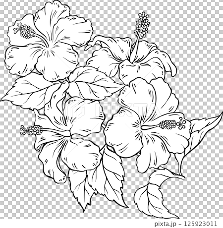 Hibiscus Branch with Flowers and Leaves Outline Illustration. Hibiscus Branch with Flowers and Leaves Outline Illustration. 125923011