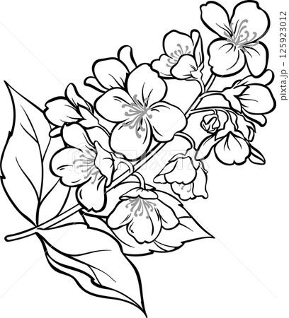 Jasmine Branch with Flowers and Leaves Outline Illustration. 125923012