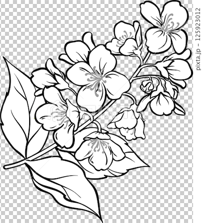 Jasmine Branch with Flowers and Leaves Outline Illustration. 125923012