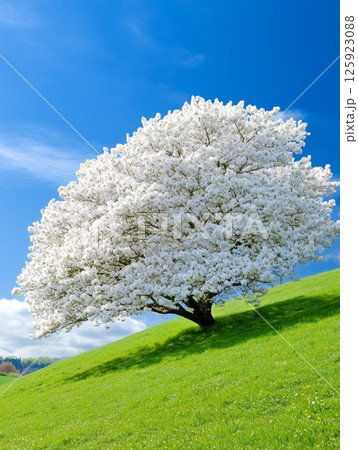 A lush green hillside is graced by a large, blossoming white tree under a vibrant blue sky 125923088
