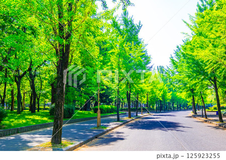 大阪城公園のイチョウの新緑 125923255
