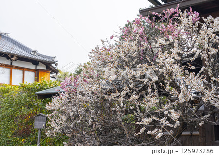 京都 法住寺 本堂脇の思案梅 京都 法住寺 本堂脇の思案梅 125923286