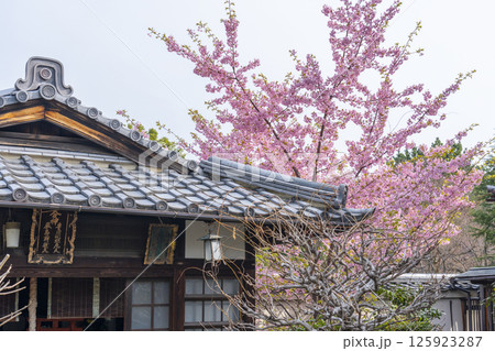 京都　法住寺　豊川陀枳尼天横に咲く河津桜 125923287