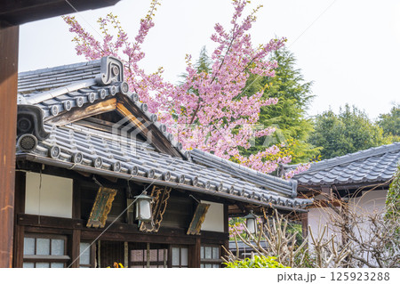 京都 法住寺 豊川陀枳尼天横に咲く河津桜 京都 法住寺 豊川陀枳尼天横に咲く河津桜 125923288