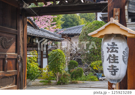 京都　法住寺　境内に咲く河津桜 125923289