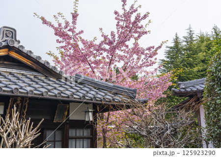 京都　法住寺　境内に咲く河津桜 125923290
