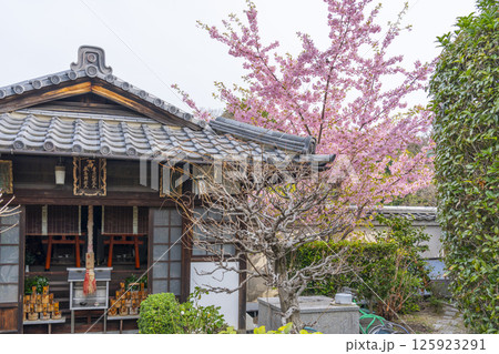 京都　法住寺　境内に咲く河津桜 125923291