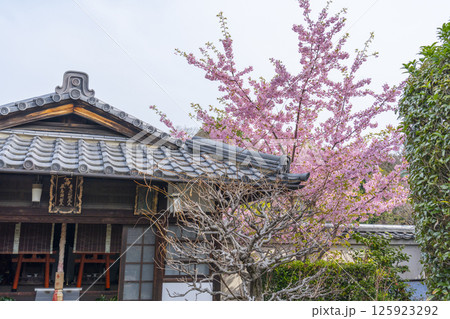 京都　法住寺　境内に咲く河津桜 125923292