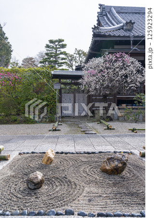 京都　法住寺　本堂脇の思案梅と前庭 125923294