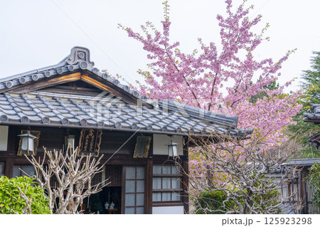 京都　法住寺　境内に咲く河津桜 125923298
