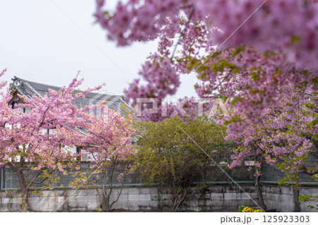 京都　法住寺と満開の河津桜 125923303