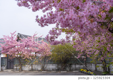 京都　法住寺と満開の河津桜 125923304