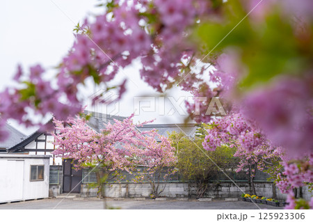 京都　法住寺と満開の河津桜 125923306