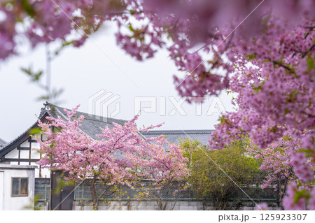 京都　法住寺と満開の河津桜 125923307