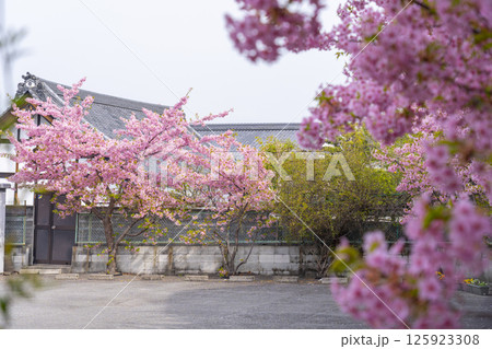 京都 法住寺と満開の河津桜 京都 法住寺と満開の河津桜 125923308