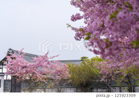 京都 法住寺と満開の河津桜 京都 法住寺と満開の河津桜 125923309