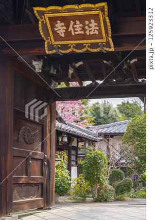 京都　法住寺　境内に咲く河津桜 125923312