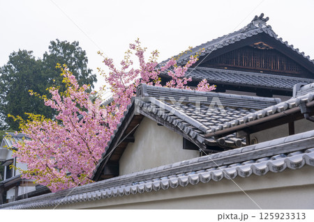 京都　法住寺　境内に咲く河津桜 125923313