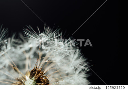 Macro nature. Beautiful dew drops on dandelion seed macro. Beautiful soft background. Water drops on parachutes dandelion. Copy space. soft focus on water droplets. circular shape, abstract background 125923320