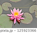 水面に浮かぶピンクの睡蓮の花 125923366