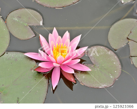水面に浮かぶピンクの睡蓮の花 125923366