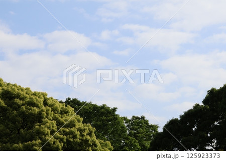 晴れた日の公園の空 晴れた日の公園の空 125923373