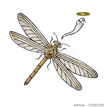 死んだウスバカゲロウ 死んだウスバカゲロウ 125923387