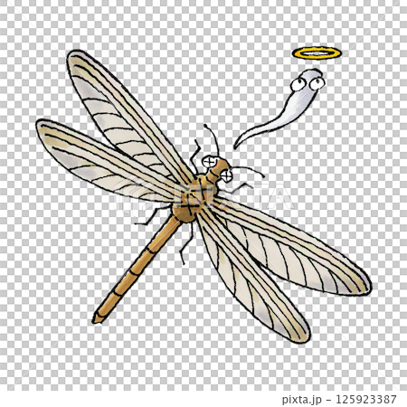 死んだウスバカゲロウ 死んだウスバカゲロウ 125923387